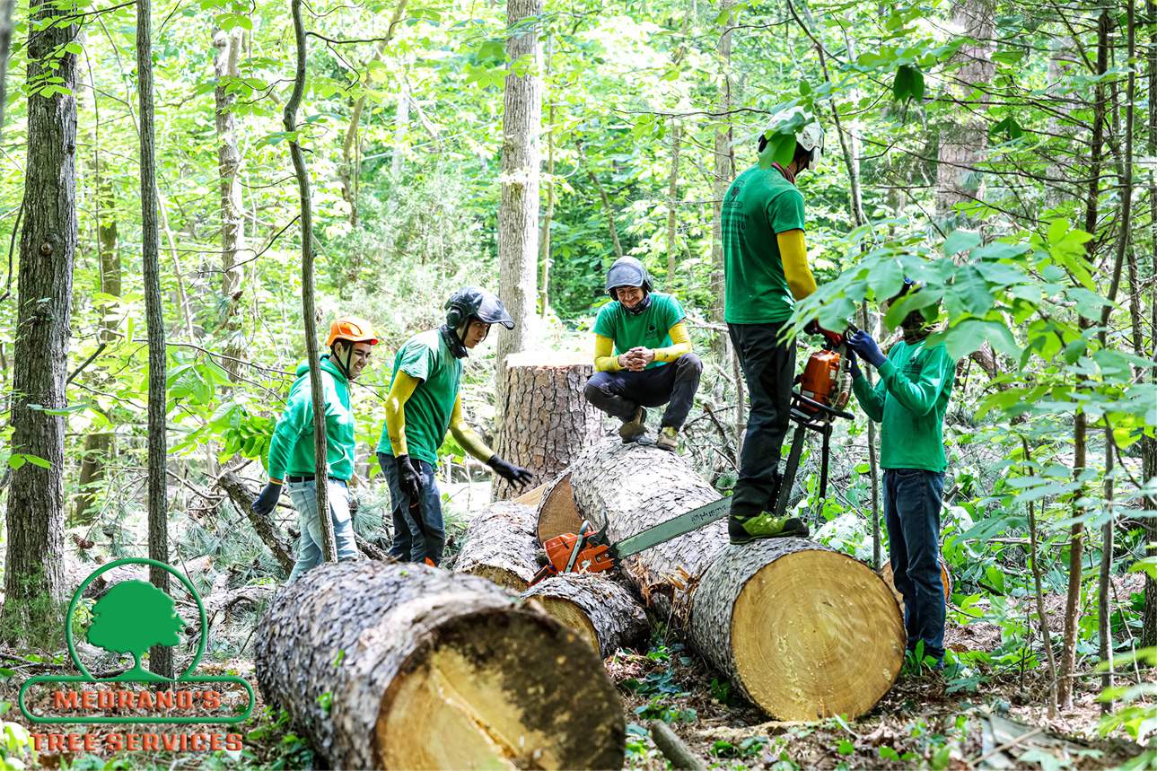 Medrano's tree service in the Triangle