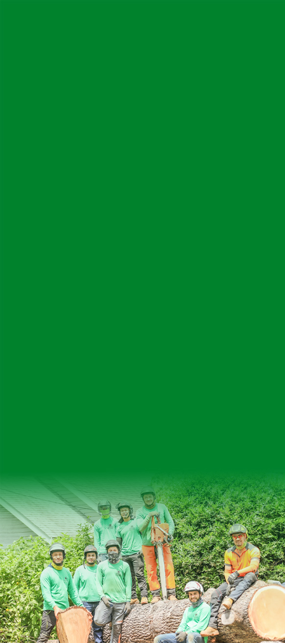 Medrano's tree service crew