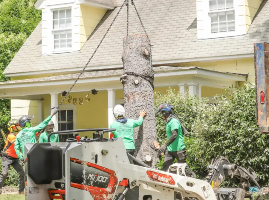 Medrano's tree service crew removing a large tree