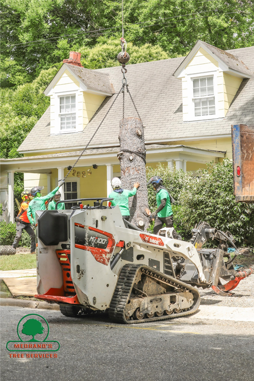 Medrano's tree service crew at work